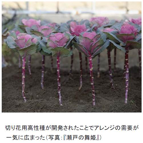 タキイのハボタン百花繚乱 アレンジ花材としてもリーズナブルで花もち抜群 タキイ種苗のプレスリリース 共同通信prワイヤー