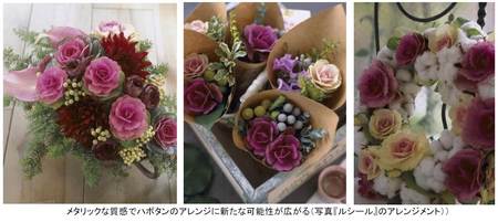 タキイのハボタン百花繚乱 アレンジ花材としてもリーズナブルで花もち抜群 タキイ種苗のプレスリリース 共同通信prワイヤー