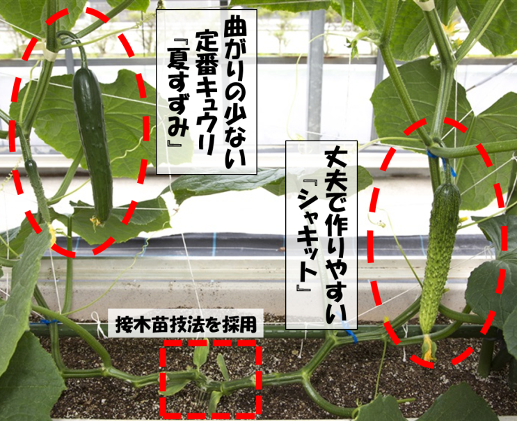 タキイ種苗 よくばりキュウリ苗 うりふたつ を新発売 タキイ種苗のプレスリリース 共同通信prワイヤー