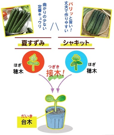 プレスリリース タキイ種苗 よくばりキュウリ苗 うりふたつ を新発売 共同通信prワイヤー 毎日新聞