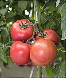 「トマトに関する意識調査」 日本のNo.1愛され野菜「トマト」！「トマト好き」は3年連続で上昇中