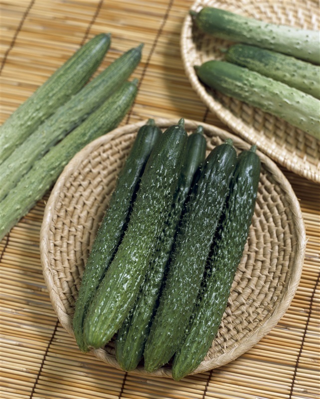 プロが教える家庭菜園のコツ』シリーズ《VOL 5》 ～キュウリ栽培の