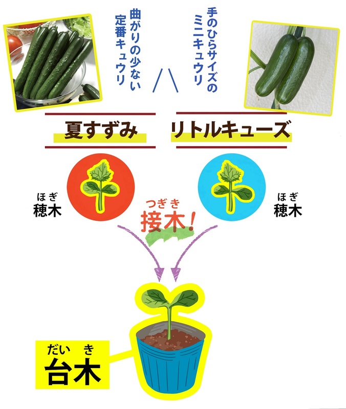 １つの台木に２つの違う品種の穂木を接ぎ木した接ぎ木苗 うりふたつ シリ ズ第2弾を新発売 タキイ種苗のプレスリリース 共同通信prワイヤー