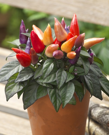 チャコールカラーが映える 黒葉 黒実 黒葉 赤実 に変化する観賞用とうがらし オニキスレッド タキイ種苗のプレスリリース 共同通信prワイヤー チャコールカラーが映える 黒葉 黒実 黒葉 赤実 に変化する観賞用とうがらし オニキスレッド タキイ種苗のプレスリリース 共同通信prワイヤー