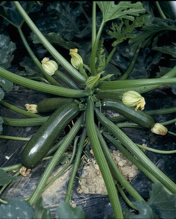 見た目はキュウリ 食感はナス でもカボチャの仲間 夏のおいしい野菜 ズッキ ニ タキイ種苗のプレスリリース 共同通信prワイヤー