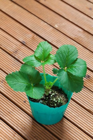 秋はイチゴ栽培のベストシーズン 春には自宅でいちご狩り おうちでイチゴのプランター菜園 タキイ種苗のプレスリリース 共同通信prワイヤー