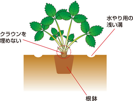 秋はイチゴ栽培のベストシーズン 春には自宅でいちご狩り おうちでイチゴのプランター菜園 タキイ種苗のプレスリリース 共同通信prワイヤー