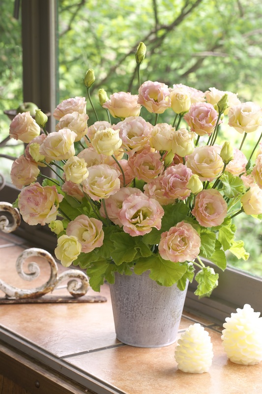 薔薇のようで高貴な花型が特長の『ミンク』シリーズ 新色４品種を発売 ...