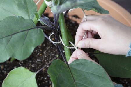 家庭菜園のベストシーズン到来 30 のスペースでできる プロが教えるプランター菜園 ナス編 紀伊民報agara