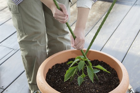 家庭菜園のベストシーズン到来 30 のスペースでできる プロが教えるプランター菜園 ピーマン編 紀伊民報agara