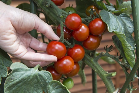 家庭菜園のベストシーズン到来 30 のスペースでできる プロが教えるプランター菜園 ミニトマト編 プレスリリース 沖縄タイムス プラス