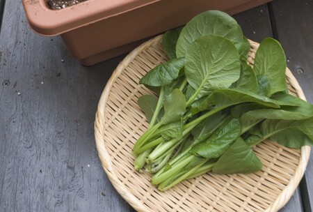 秋の家庭菜園シーズン到来 プロが教えるプランター菜園 初心者にもおすすめ 小松菜 ラディッシュ編 タキイ種苗のプレスリリース 共同通信prワイヤー