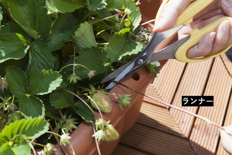 秋は イチゴ栽培 のベストシーズン プロが教えるプランター菜園 イチゴ編 春には自宅でイチゴ狩り タキイ種苗のプレスリリース 共同通信prワイヤー 秋は イチゴ栽培 のベストシーズン プロが教えるプランター菜園 イチゴ編 春には自宅でイチゴ狩り タキイ種苗のプレスリリース 共同通信prワイヤー