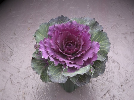 冬を彩る ハボタン の寄せ植えを楽しみませんか 今が植え時 寄せ植えと苗の植え付けのポイントをご紹介 タキイ種苗のプレスリリース 共同通信prワイヤー