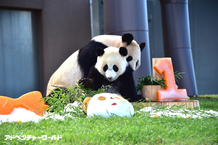 ジャイアントパンダの赤ちゃん 結浜 が1歳に アドベンチャーワールドのプレスリリース 共同通信prワイヤー ジャイアントパンダの赤ちゃん 結浜 が1歳に アドベンチャーワールドのプレスリリース 共同通信prワイヤー