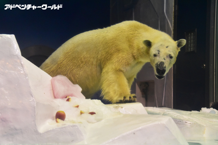 アドベンチャーワールドのホッキョクグマが4歳を迎えました １１月２１日 火 誕生会開催 アドベンチャーワールドのプレスリリース 共同通信prワイヤー