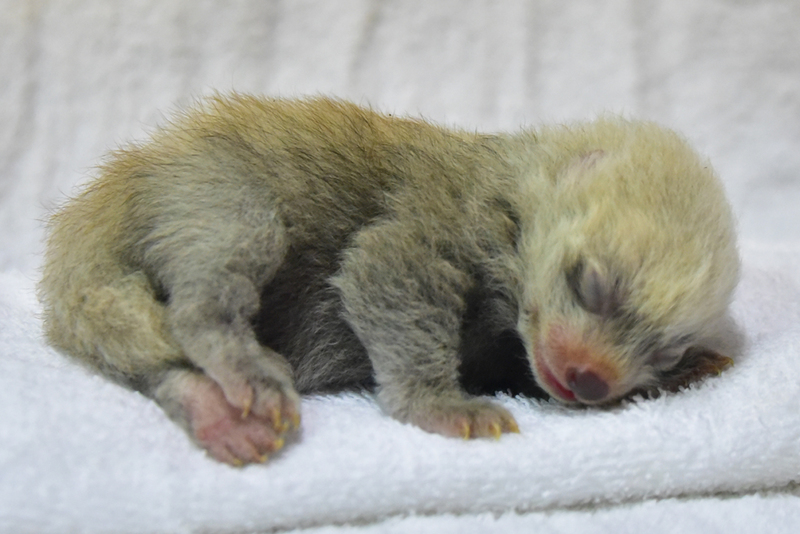 レッサーパンダの赤ちゃんが誕生しました アドベンチャーワールドのプレスリリース 共同通信prワイヤー