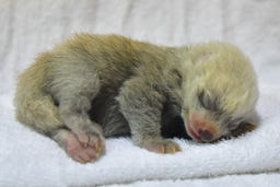 レッサーパンダの赤ちゃんが誕生しました！