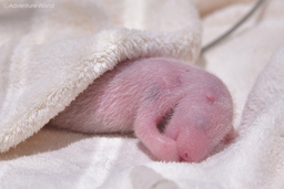 ジャイアントパンダの赤ちゃん（２日齢）　母親「良浜（らうひん）」からの授乳を確認できました