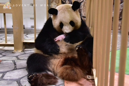 ジャイアントパンダの赤ちゃん NEWS（１７日齢）