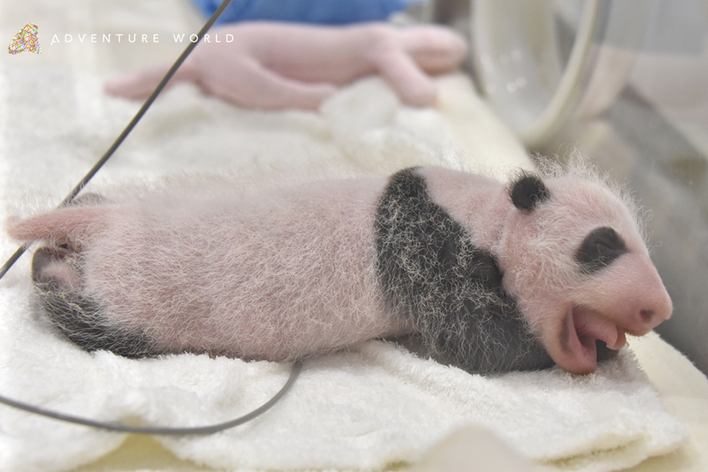 ジャイアントパンダ レッサーパンダの赤ちゃん すくすくと成長中 アドベンチャーワールドのプレスリリース 共同通信prワイヤー