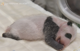 ジャイアントパンダの赤ちゃんNEWS(24日齢)