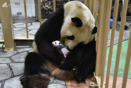 ジャイアントパンダの赤ちゃん 9月１３日（木）から公開開始！ 赤ちゃんの「名前募集」も同日スタート