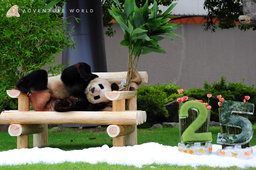 ２頭のジャイアントパンダの誕生日をお祝いします