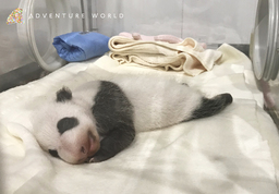ジャイアントパンダの赤ちゃんNEWS（29日齢）