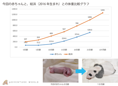 9 月14日 金 ジャイアントパンダの赤ちゃんが 生後一か月を迎えました アドベンチャーワールドのプレスリリース 共同通信prワイヤー