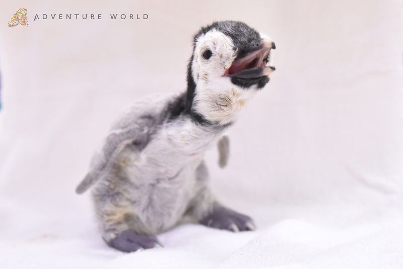 エンペラーペンギンの赤ちゃんが誕生しました アドベンチャーワールドのプレスリリース 共同通信prワイヤー