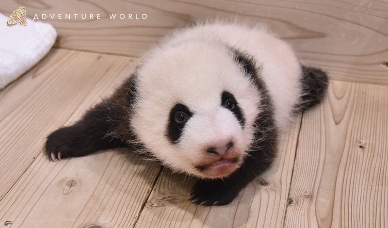 10月１４日 日 ジャイアントパンダの赤ちゃんが 生後2か月を迎えました アドベンチャーワールドのプレスリリース 共同通信prワイヤー