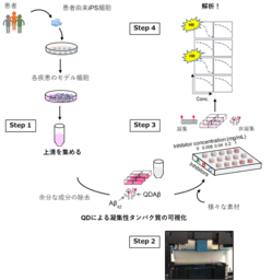 アルツハイマー型認知症の予防を目標に！患者由来iPS細胞の培養上清中で「アミロイド凝集阻害」を迅速評価 