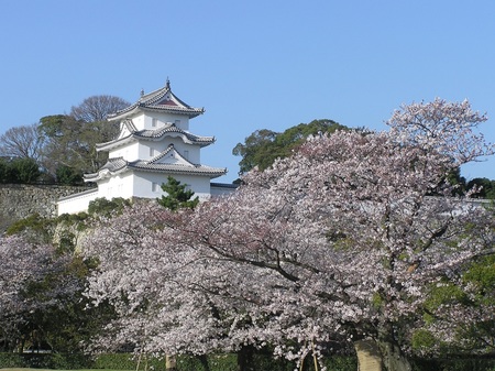 明石城と桜