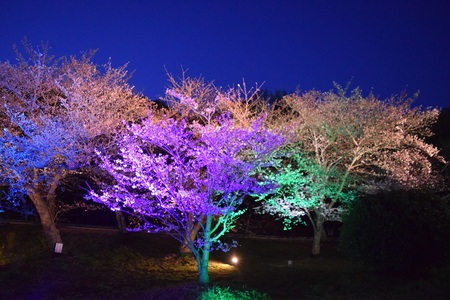 明石公園 桜のライトアップ(イメージ)