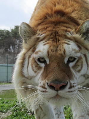 金色の毛並みを持つトラ ボルタ が 那須サファリパークに来園します 那須サファリパークのプレスリリース 共同通信prワイヤー