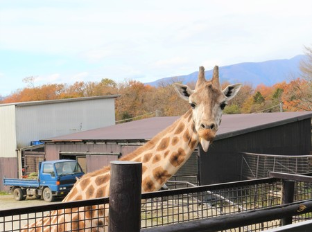 最新那須 サファリパーク ライオン 事件 すべての動物画像