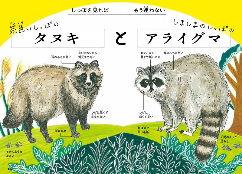 タヌキとアライグマ マンタとエイ など 似ている生き物の 違い に着目の新しい図鑑登場 高橋書店のプレスリリース 共同通信prワイヤー