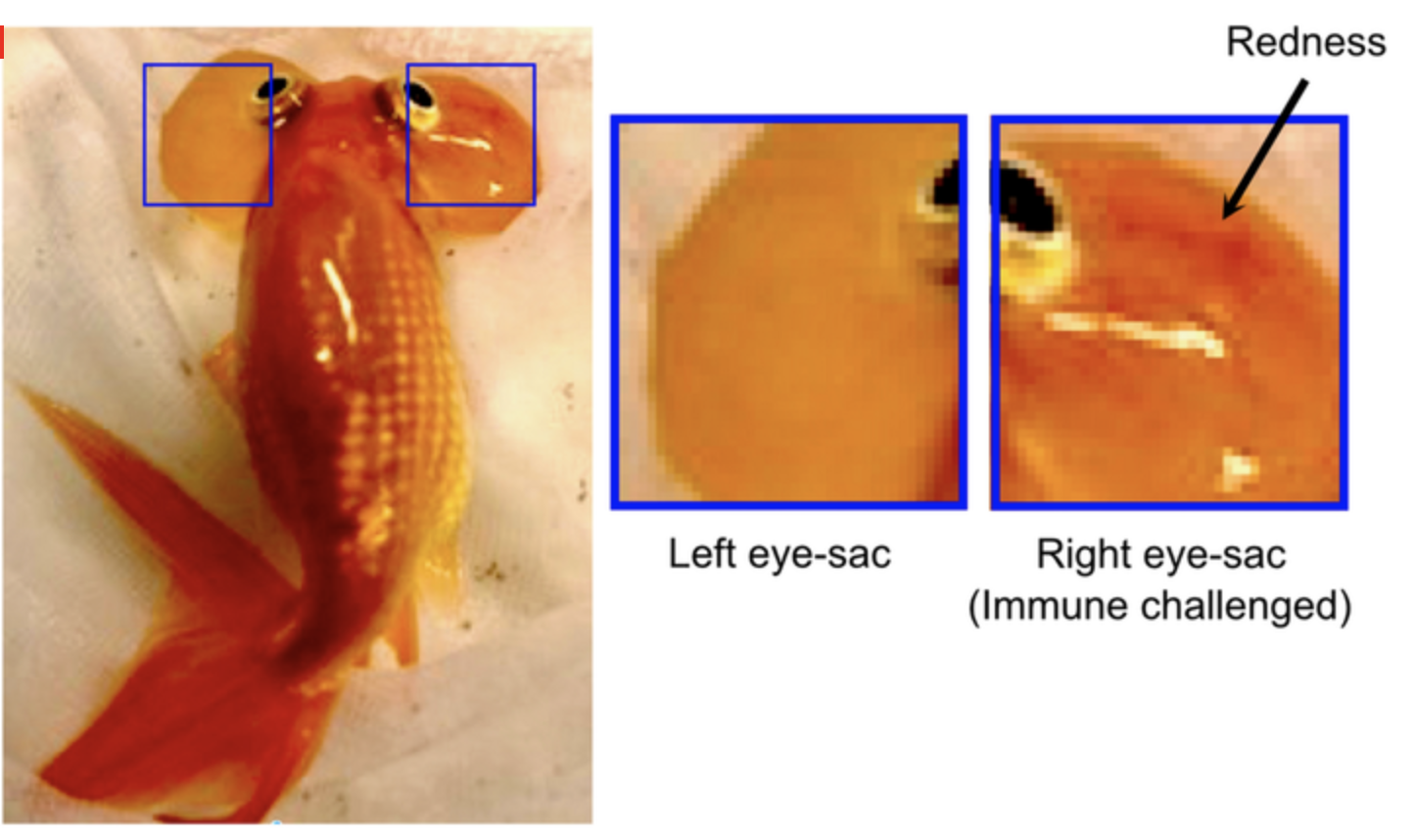 水泡眼金魚を利用した新しい免疫学ex Vivo実験系を確立 帝京大学のプレスリリース 共同通信prワイヤー