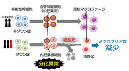 ダウン症胎児の脳免疫細胞の発生に異常がある可能性を初めて発見