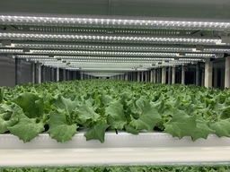 西友店舗内にレタス栽培の植物工場が登場、鮮度と安心･安全をお届け