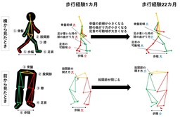 モーションキャプチャ技術で幼児の歩行発達メカニズムを解明