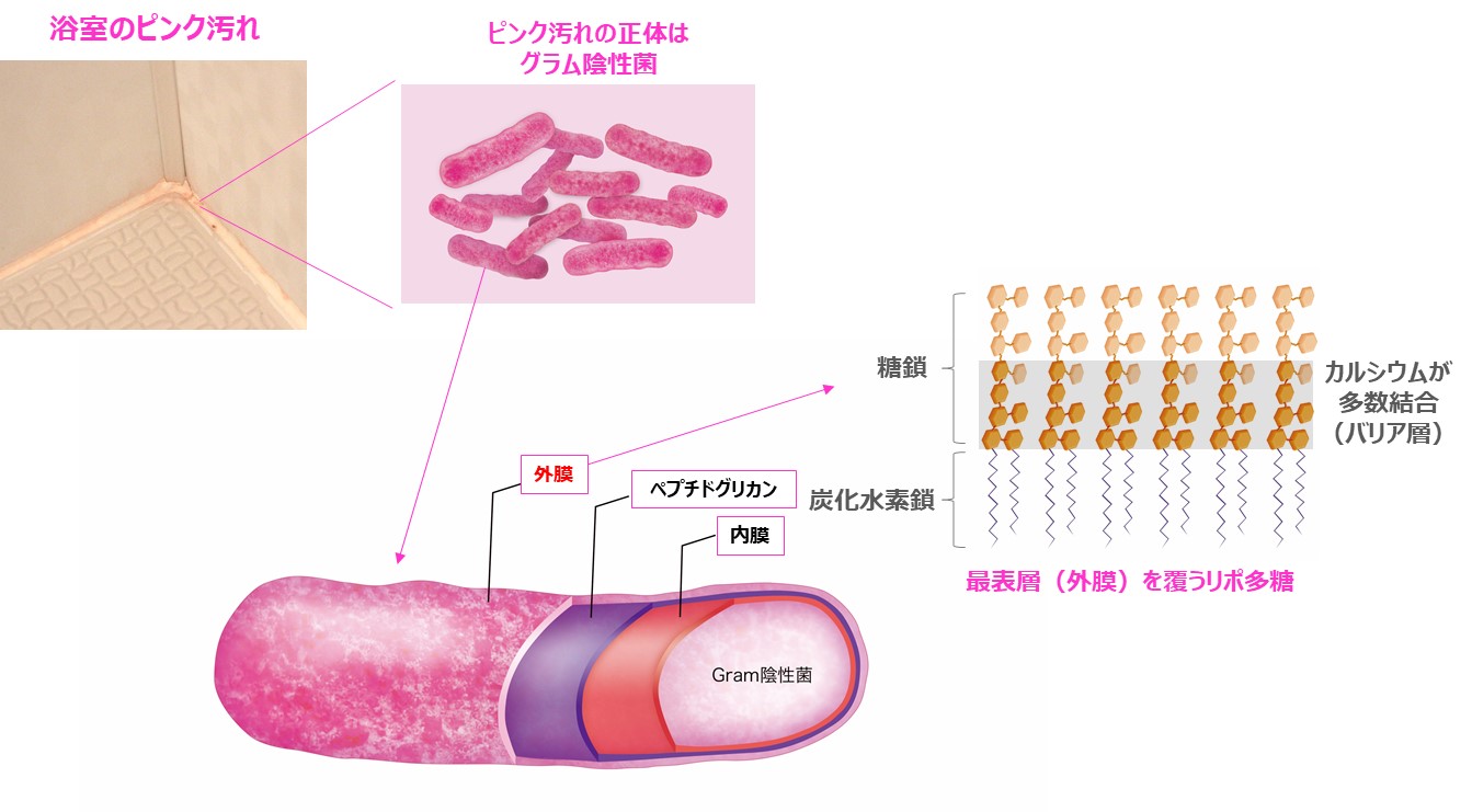 界面活性剤と芳香族アルコールによる抗菌作用メカニズムを原子 分子スケールで解明 花王のプレスリリース 共同通信prワイヤー