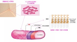 図1 浴室のピンク汚れなどのもととなるグラム陰性菌の表面構造