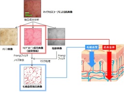図1 マイクロスコープ画像から異なる深さの血管情報を抽出
