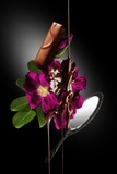 蕾～ハマナスの花のように～