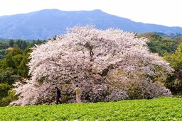 【長崎県平戸市】春到来！おすすめ桜情報。