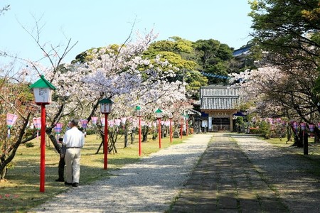 亀岡神社　桜