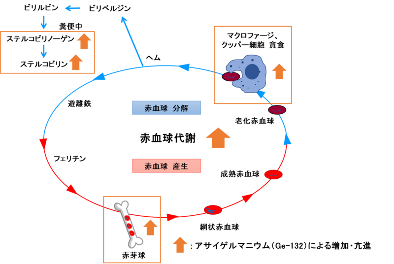 アサイゲルマニウム®（有機ゲルマニウム）は、 免疫細胞を活性化させ