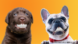 3Dプリンターで製作する愛犬専用入れ歯｢スマ犬(イヌ)デンチャー｣を発売開始！ 